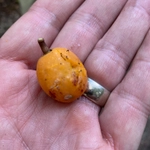 Imagem de Marmelinho-do-mato