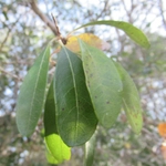 Imagem de Sideroxylon lanuginosum