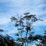 Imagem de Marupá