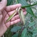Imagem de Orquídea-da-serra
