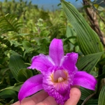 Imagem de Sobralia