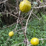 Imagem de Falso-jurubeba
