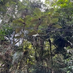 Imagem de Panacéia