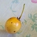 Imagem de Tomatinho-do-mato