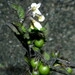Imagem de Pimenta-de-galinha