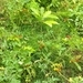 Imagem de Tomate cereja