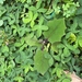 Imagem de Naranjilla
