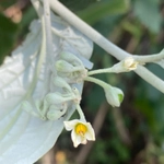 Imagem de Solanum schlechtendalianum
