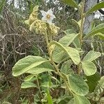 Imagem de Solanum subumbellatum
