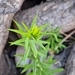 Imagem de Arnica