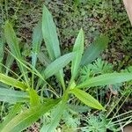 Imagem de Vassourinha-dourada