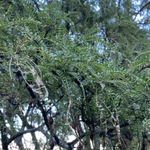 Imagem de Kowhai