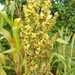 Imagem de Sorgo