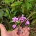 Imagem de Orquídea grapete