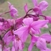 Imagem de Orquídea-bambu