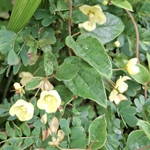 Imagem de Sphedamnocarpus pruriens