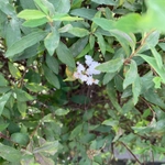 Imagem de Bridal Wreath