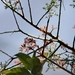 Imagem de Taperebá