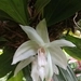 Imagem de Orquídea-tigre