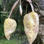 Imagem de Orquídea Stanhopea