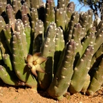 Imagem de Flor-cadáver