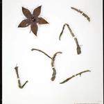 Imagem de Flor-cadáver
