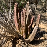 Imagem de Flor-cadáver