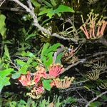 Imagem de Tulipeira-do-gabão