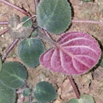 Imagem de Violeta