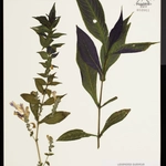 Imagem de Planta-metálica