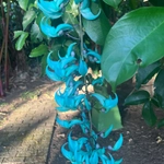 Imagem de Jade-vine