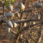 Imagem de Swietenia humilis