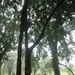 Imagem de Limão-cravo