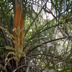 Imagem de Syagrus flexuosa (Mart.) Becc.