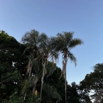 Imagem de Guariroba