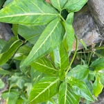 Imagem de Língua-de-cobra
