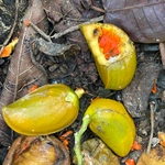 Imagem de Tabernaemontana litoralis