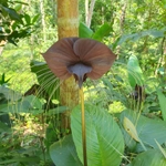 Imagem de Flor-morcego