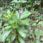 Imagem de Bredo-de-jardim