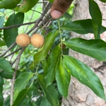 Imagem de Pau-de-vinho