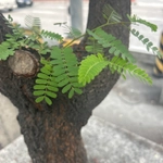 Imagem de Tamarindo
