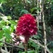 Imagem de Gengibre-vermelho