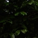 Imagem de Pau-pombo