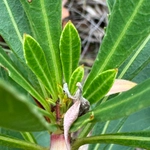 Imagem de Waratah