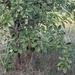 Imagem de Barro-longo