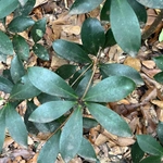 Imagem de Abricó-de-jardim