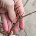 Imagem de Árvore-do-neem-japonês
