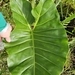 Imagem de Guanandi