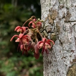 Imagem de Cacauí