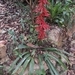 Imagem de Tillandsia